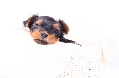Sevimli yorkshire terrier köpek yavrusu Portresi, 2 aylık, beyaz izole. 