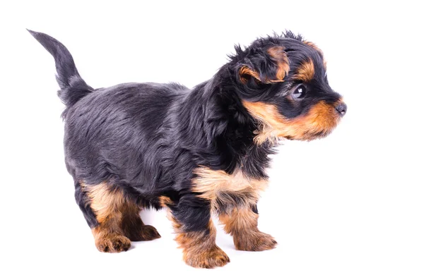 Yorkshire terrier puppy standing in profile, 2 months old, isolated on white. — Stockfoto