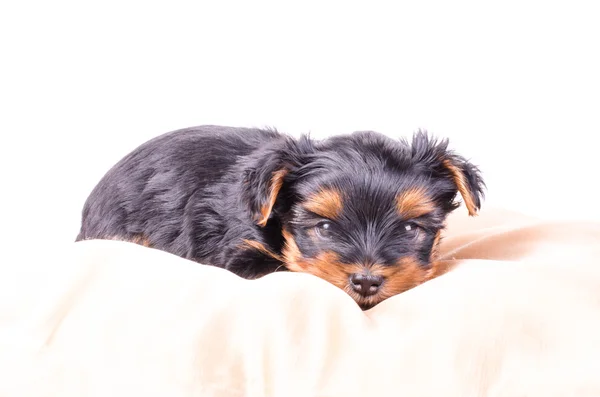 Yorkshire terrier puppy lying on cushion, 2 months old, isolated on white. — Stok fotoğraf