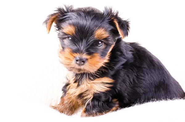 Yorkshire terrier puppy lying on cushion, 2 months old, isolated on white. — Stock Fotó