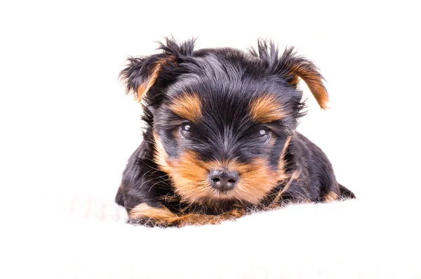 Portrait of cute yorkshire terrier puppy, 2 bulan, terisolasi di atas putih . — Stok Foto