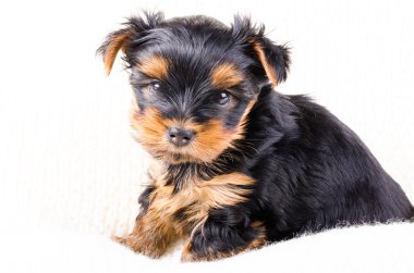 Yorkshire terrier köpek yavrusu portresi, 2 aylık, beyaz izole. 