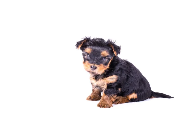 Cute Yorkshire Terrier szczeniak siedzi, 2 miesiące, izolowane na białym. — Zdjęcie stockowe