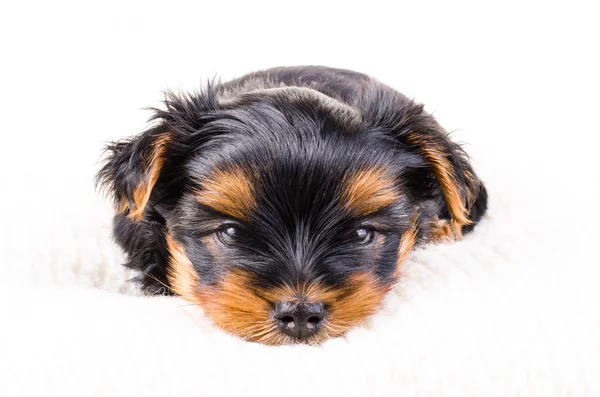 Portret van Yorkshire Terrier puppy, 2 maanden oud, geïsoleerd op wit. — Stockfoto