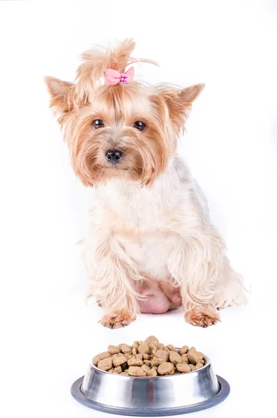 Yorkshire terrier mom and plate with dog food, isolated on white. — Stockfoto