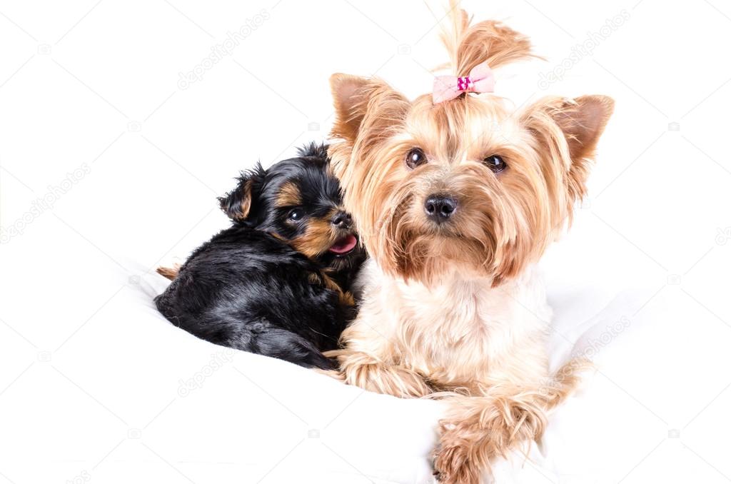 Yorkshire terrier mom and pup, 2 months old, isolated on white. 