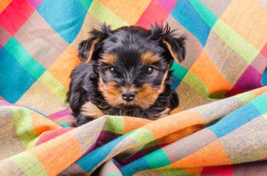 Cute yorkshire terrier puppy sitting, 2 months old, on colorful checkered towel