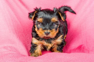 Portrait of  yorkshire terrier puppy with pink bow, 2 months old on pink background
