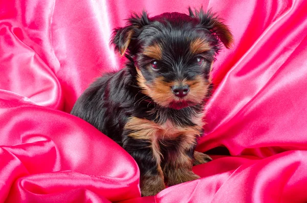 Portrait of  yorkshire terrier puppy, 2 months old on pink background — Stok fotoğraf