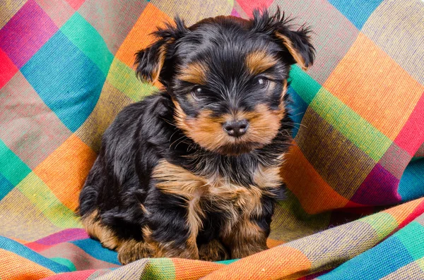 Cute yorkshire terrier puppy sitting, 2 months old, on colorful checkered towel — Stok fotoğraf