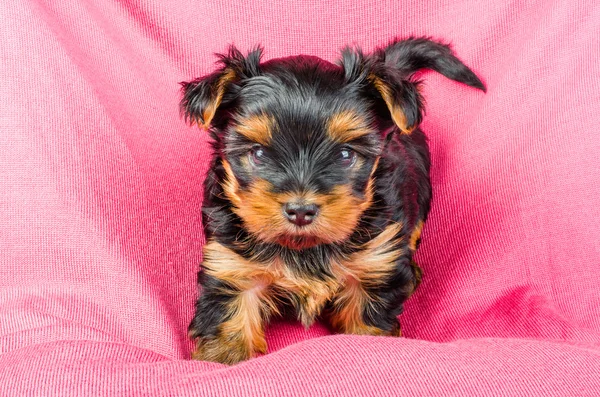 Portrait of  yorkshire terrier puppy with pink bow, 2 months old on pink background — Stok fotoğraf