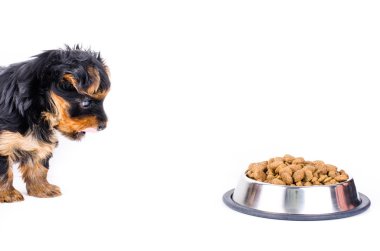 Yorkshire terrier puppy and plate with dog food, isolated on white. 