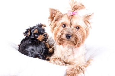 Yorkshire terrier mom and pup, 2 months old, isolated on white. 