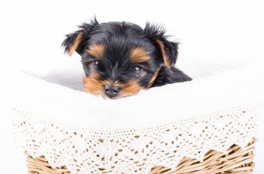 Yorkshire terrier puppy in white box, 2 months old, isolated on white. 