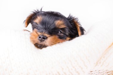 Yorkshire terrier köpek yavrusu portresi, 2 aylık, beyaz izole. 