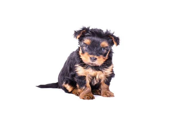 Schattig Yorkshire Terriër puppy zittend, 2 maanden oud, geïsoleerd op wit. — Stockfoto