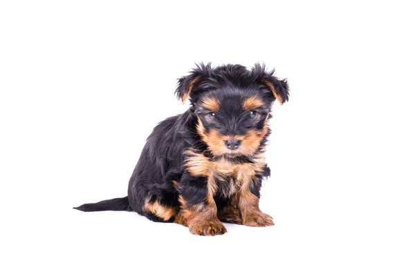 Cute yorkshire terrier puppy sitting, 2 months old, isolated on white. — Stock Photo, Image