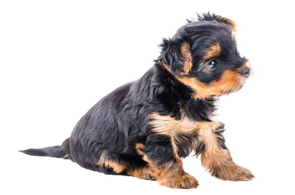 Sevimli yorkshire terrier köpek yavrusu oturan, 2 aylık, beyaz izole. — Stok fotoğraf