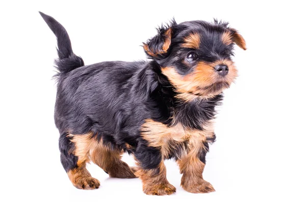 Yorkshire terrier puppy standing in profile, 2 months old, isolated on white. — Stok fotoğraf