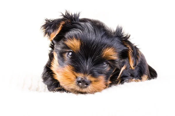 Portret Yorkshire Terrier szczeniak, 2 miesiące, izolowane na białym. — Zdjęcie stockowe