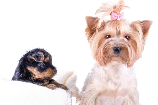 Yorkshire terrier mom and pup, 2 months old, isolated on white. — Stockfoto