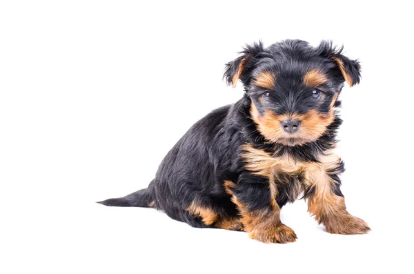 Cute Yorkshire Terrier szczeniak siedzi, 2 miesiące, izolowane na białym. — Zdjęcie stockowe