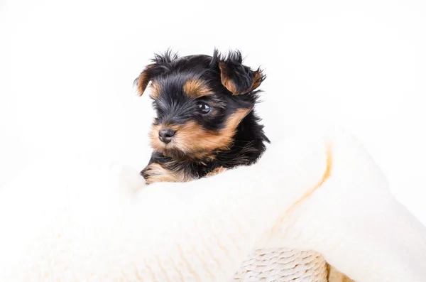 Portret Yorkshire Terrier szczeniak, 2 miesiące, izolowane na białym. — Zdjęcie stockowe