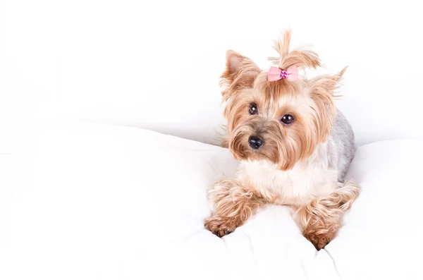 Yorkshire terrier mom, isolated on white. — Stockfoto