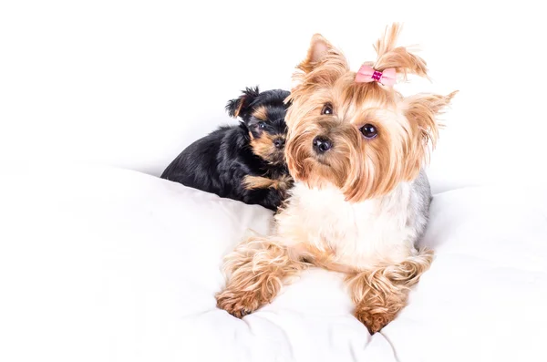 Yorkshire terrier mom and pup, 2 months old, isolated on white. — Stockfoto