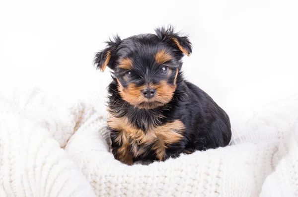 Yorkshire terrier puppy in white box, 2 months old, isolated on white. — Zdjęcie stockowe