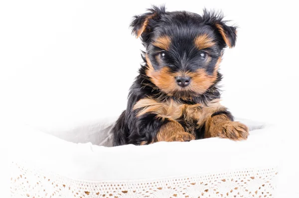 Yorkshire terrier puppy in white box, 2 months old, isolated on white. — Stok fotoğraf