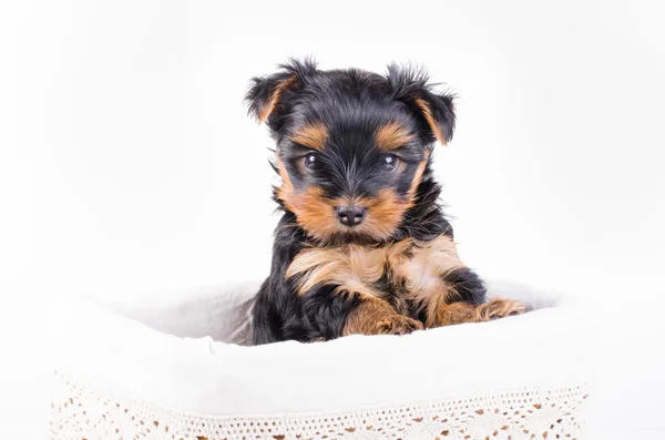 Yorkshire terrier puppy in white box, 2 months old, isolated on white. — Stok fotoğraf