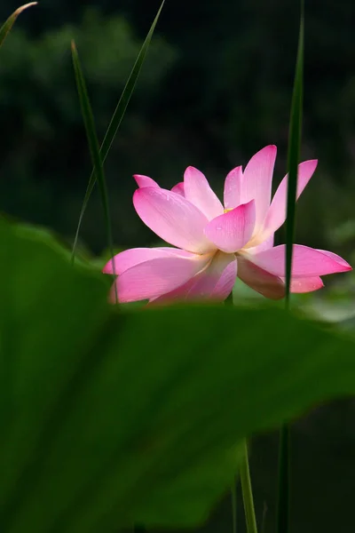 Λίμνη Νούφαρα Λουλούδια Ανθισμένος Λωτός Lotus Κρυμμένος Πίσω Από Φύλλα — Φωτογραφία Αρχείου