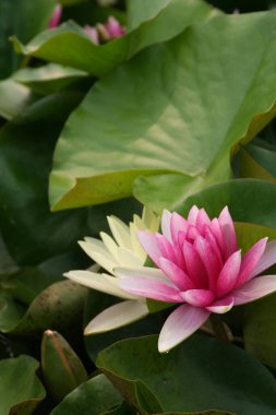 Nilüferlerle dolu göl -- nilüferler -- parlak nilüferler --