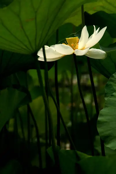 Lago Com Flores Lírio Água Florescimento Lótus Lótus Brilhante — Fotografia de Stock