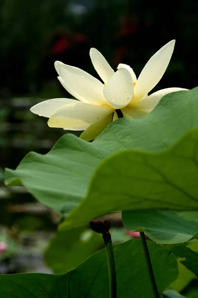 Λίμνη Νούφαρα Λουλούδια Ανθισμένος Λωτός Λαμπερός Λωτός — Φωτογραφία Αρχείου