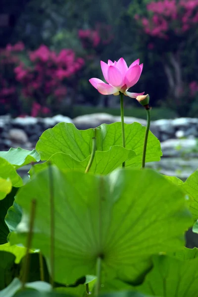 Lago Com Flores Lírio Água Florescimento Lótus Lótus Brilhante — Fotografia de Stock