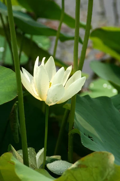 Lago Com Flores Lírio Água Florescimento Lótus Lótus Brilhante — Fotografia de Stock