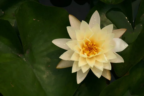 Lago Com Flores Lírio Água Lírios Água Lótus Brilhante — Fotografia de Stock