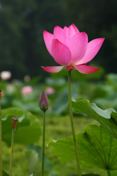 Lago Com Flores Lírio Água Florescimento Lótus Lótus Brilhante — Fotografia de Stock