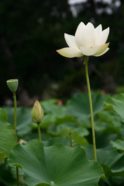 Lago Com Flores Lírio Água Florescimento Lótus Lótus Brilhante — Fotografia de Stock