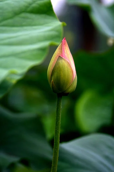 Vízililiom Virágokkal Teli Bud Egyetlen Rügy — Stock Fotó