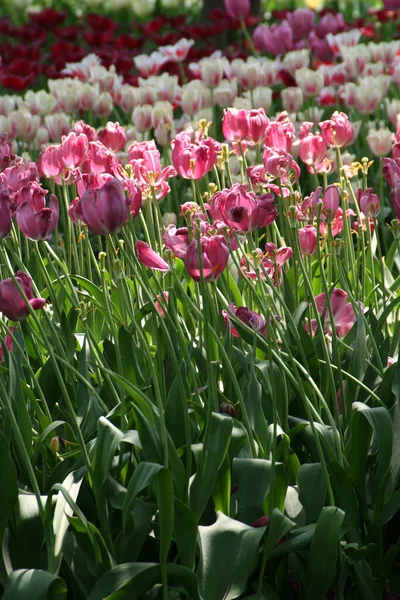 Fleurs Dans Nature Fleurs Avec Fond Virtuel Fleurs Soleil Une — Photo