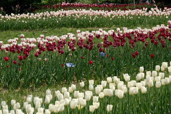 Blumen Der Natur Blumen Mit Virtuellem Hintergrund Blumen Der Sonne — Stockfoto