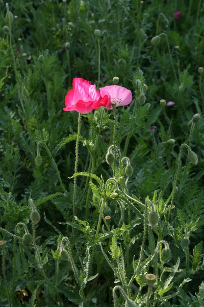 Fiori Natura Fiori Con Sfondo Virtuale Fiori Sole Due Fiori — Foto Stock