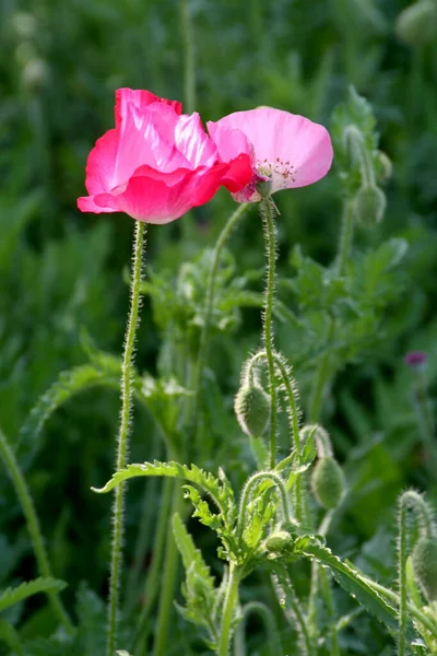 Fiori Natura Fiori Con Sfondo Virtuale Fiori Sole Due Fiori — Foto Stock