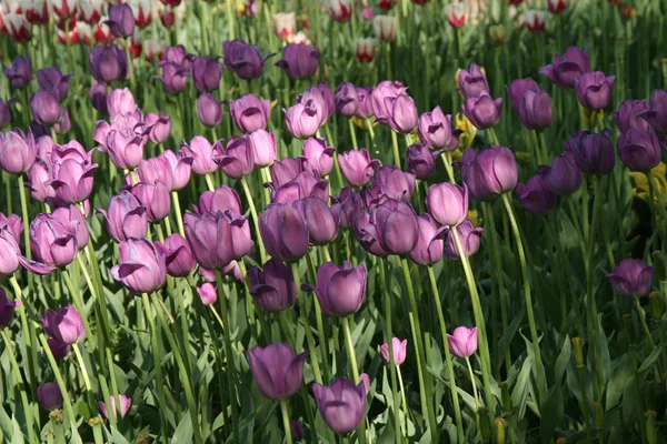 Fleurs Dans Nature Fleurs Avec Fond Virtuel Fleurs Soleil Une — Photo