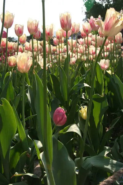 Fleurs Dans Nature Fleurs Avec Fond Virtuel Fleurs Soleil Une — Photo