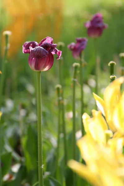 Blumen Der Natur Blumen Mit Virtuellem Hintergrund Blumen Der Sonne — Stockfoto
