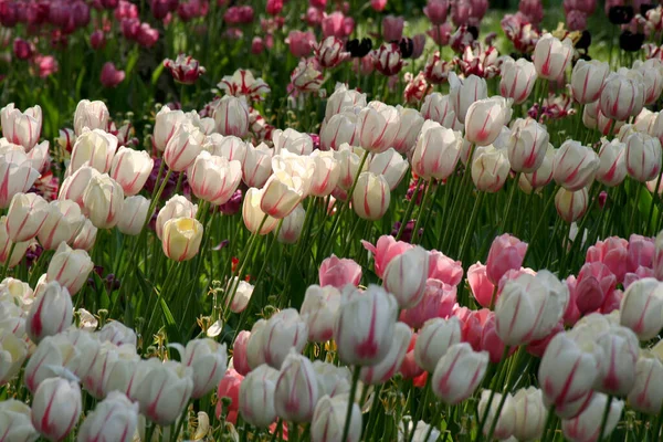 Des Fleurs Sous Soleil Tacheté Des Taches Fleurs Sauvages Des — Photo